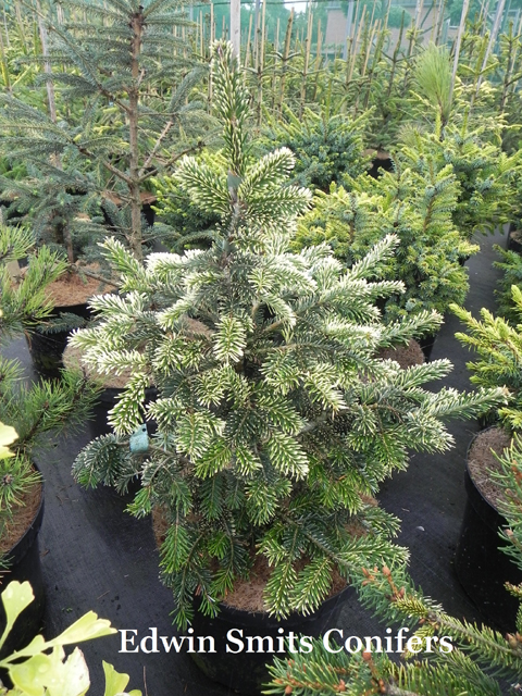 Abies fraseri 'Flynns Flash'